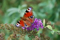 Beautiful butterfly feeding furiously on flower, France, Sept 09.JPG
