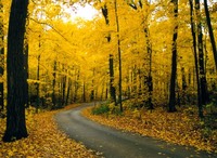 Morton Arboretum Number 28.jpg