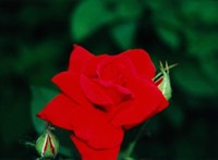scan0408.jpg
